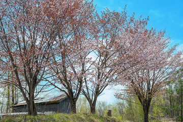 Obraz premium 満開のサクラと青空 