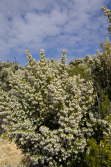 Tree Heath (Erica arborea) in full flower Caprera. Gallura Sardinia, Italy.