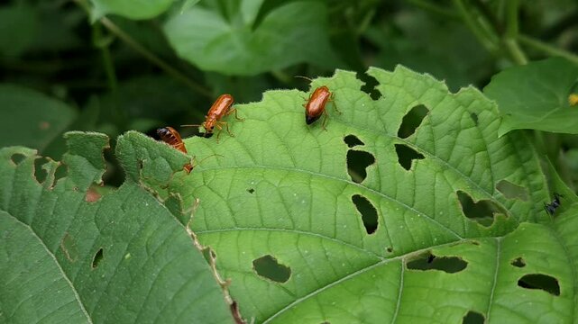 Green leaf on bug 