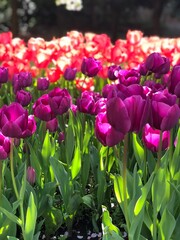 Purple tulips in the garden