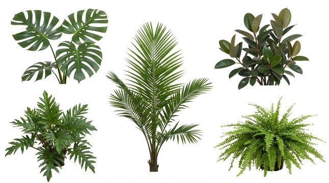 Collection of Tropical and Indoor Plants Monstera, Palm, Ficus, Fern, and More