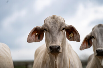 Cara de novilla de raza cebuina