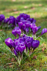 View of blooming crocuses in a clearing in the morning light. Close-up of beautiful blooming crocuses in spring.