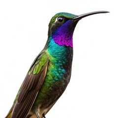 Obraz premium hummingbird in flight