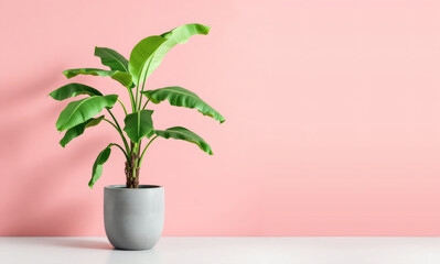 Vibrant Banana Tree in Concrete Pot Against Pink Wall, Perfect Tropical Decor with Copyspace