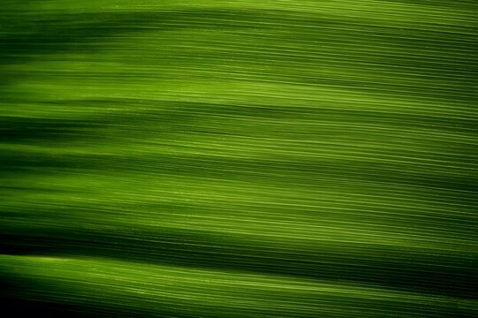 Abstract artistic background with vibrant green hues and organic flowing patterns. Ideal for design projects emphasizing nature, relaxation, and sustainability. Represents growth, harmony