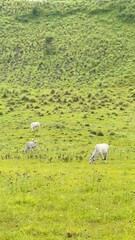 Obraz premium Cows Grazing in a Lush Green Landscape. Kawah Wurung Ijen Geopark, Indonesia
