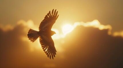 Fototapeta premium Hawk: A bird of prey with sharp talons and a muted gray-brown body, admired for its keen vision and exceptional hunting skills in the wild. 