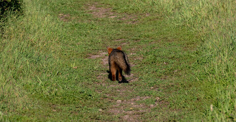Island Fox Wandes Down Grassy Trail On Santa Cruz Island