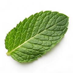 Obraz premium fresh green leaf