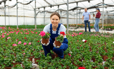 employee of large greenhouse checks young geranium shoots. Growing hardened plants, sending plants to customer on day of registration. Wholesale supplies from direct manufacturer © JackF