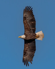 eagle in flight