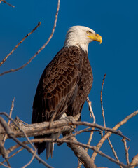 bald eagle