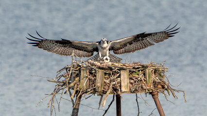 Osprey