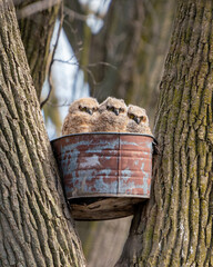 Young owls