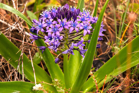 Bajo la lluvia una Scilla peruviana (Esquila portuguesa)