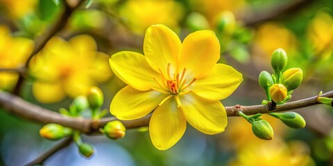 Obraz premium Vibrant Yellow Flower in Close-up , flowers, Ochna, flowers, Ochna, bloom