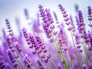 Long Exposure Lavender Stems Close-Up on White Background - Stock Photo