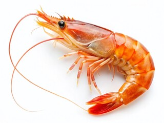 Long Exposure Photography of Isolated Shrimp on White Background - Fresh Seafood Image