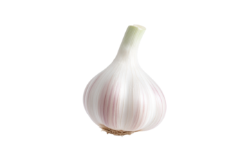 Large white onion with a pink stem, isolated