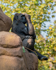 gorilla sitting on a rock