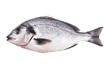 Obraz premium Fish is shown in its natural habitat, isolated