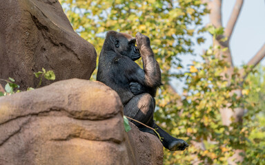 gorilla sitting on a rock
