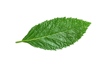 Fototapeta premium Leaf is shown in its natural form, with no other elements in the image, isolated