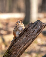 chipmunk on a tree
