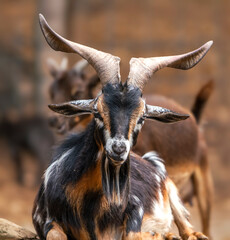 portrait of a goat
