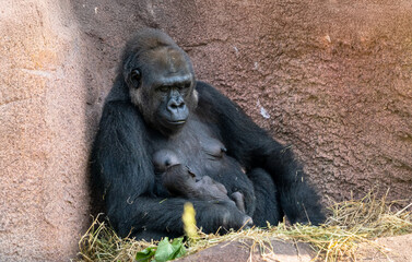 gorilla mother with baby gorilla