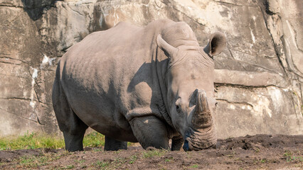 rhino in the sun