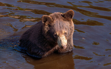 bear in water