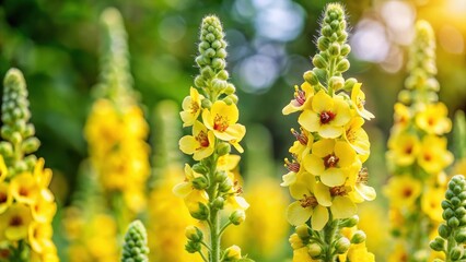 Verbascum lychnitis close-up, with large yellow flowers and delicate petals, set against a soft focus green background , Garden
