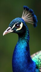 Close-up of a peacock's train feather, showcasing its barbules, close-up view, close-up shot