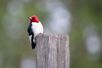 Red headed Woodpecker endangered on tree stump