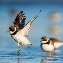 Semipalmated Plovers (Charadrius semipalmatus) feeding along the Washington Coast durning Spring Migration.