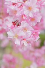 Obraz premium しだれ桜のクローズアップ、サクラの背景、枝垂れ桜 