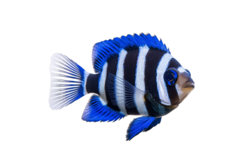 Striped fish with blue eyes is swimming in a tank, isolated