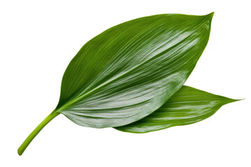 Obraz premium Leafy green plant with a stem, isolated