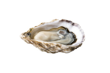Large oyster shell is sitting on a white background, isolated