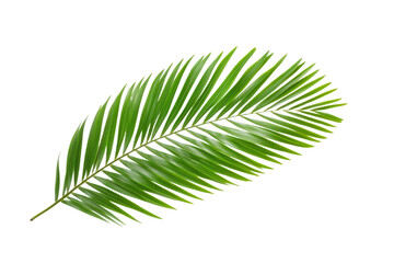 Obraz premium Leafy green palm tree leaf is shown on a white background, isolated