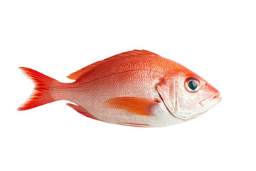 Fototapeta premium Red fish is swimming in a white background, isolated