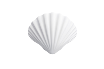 White shell with a curved edge, isolated