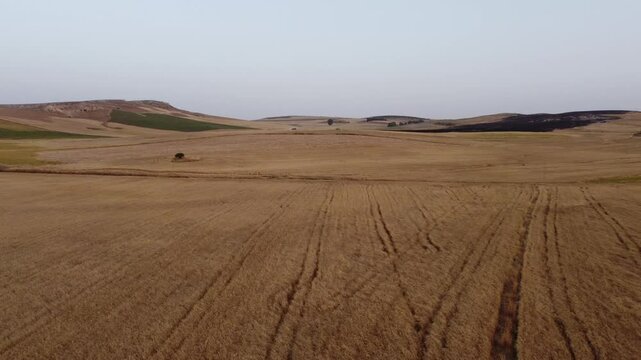 Drone footage of a wheat field in the countryside, during summer harvest season in the hills of Beja in the north of Tunisia.