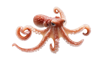Large, orange octopus with white spots on its head and body, isolated