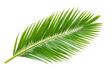 Obraz premium Leafy green palm tree leaf is shown on a white background, isolated