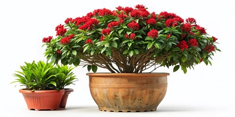 Naklejka premium Lush Tropical Plant in Red Pot, Isolated on White Background - Clipping Path Included