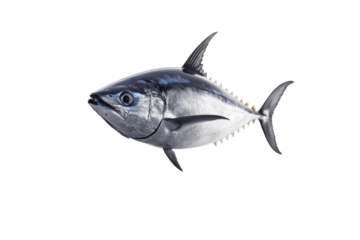 Large fish with a black and white body and a blue eye, isolated