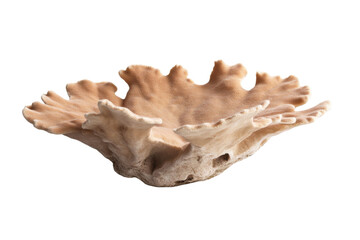 Fototapeta premium Large, brown, leafy coral shaped object sits on a white background, isolated